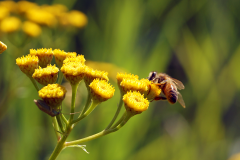 bee-yellowflower-1440x530